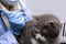 Veterinary science topic: a vet examines a cat