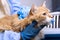 Veterinary science topic: a vet examines a cat