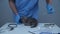 Veterinary service in clinic. Veterinarian examining small cat with stethoscope in clinic table. Vet doctor examining