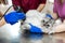 Veterinary shave a cat to put a drip with anesthesia. Pet healthcare concept