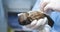 A veterinary surgeon gently and carefully wipes a newborn puppy. In the operating room of the mother of the dog, puppies