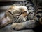 Veterinary surgeon neutering a Stray cat