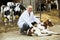 Veterinary technician taking care of calves