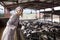 Veterinary technician working with cows in livestock farm