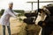 Veterinary technician working with cows in livestock farm