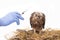 Veterinary trying to vaccine young Sea-eagle