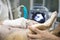 Veterinary. Veterinarian is doing ultrasound. View the puppy in the dog. Veterinarian doing ultrasound and analyze healthy of anim