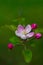 Vetical shot of beautiful pink apple blossoms