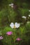 Vetical shot of colorful flowers in a meadow