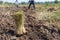 Vetiver grass gathered together for planting