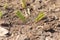 Vetiver grass gathered together for planting