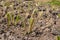 Vetiver grass gathered together for planting