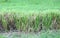 The Vetiver Grass or Vetiveria zizanioides use for