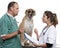 Vets examining a Crossbreed dog, dog