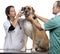 Vets examining a Crossbreed dog, dog\'s ear