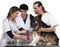 Vets wrapping a bandage around a Border Collie\'s