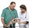 Vets wrapping a bandage around a Chihuahua\'s paw
