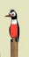 Vexed Woodpecker: A Bold And Eye-catching Cartoon Bird Illustration