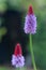 Vial`s primrose, Primula vialii, flower