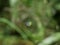 Vibgyor  formed in the water droplet on grass by camera blurring