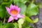 Vibrance pink lotus