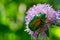 Vibranrt beetle sitting on the purple summer flower close up. Macro of insect