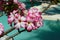 Vibrant Adenium flower standing in contrast against a tranquil body of water