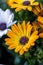 Vibrant African Daisy and African Cape Marigold in yellow and white hues