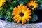 Vibrant African Daisy and African Cape Marigold in yellow and white hues