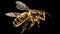 Vibrant AI generator illustration of very realistic bee isolated in black background