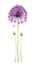 Vibrant Allium Arrangement in Modern Watercolor Style on White Background .