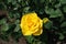Vibrant amber yellow flower of rose
