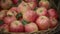 Vibrant apple orchard in full bloom harvesting crisp rosy apples in a woven basket