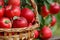 Vibrant apple orchard with rows of ripe fruits, a woven basket overflowing with colorful apples