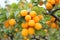 Vibrant apricot tree showcasing its magnificent abundance of ripe and succulent fruits