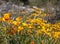 Vibrant Arizona Desert Poppy Wildflowers