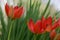 Vibrant arrangement of red tulips surrounded by lush green foliage