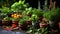 A vibrant array of fresh herbs and spices in small clay pots