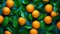 Vibrant array of juicy tangerines with bright green foliage. AI-generated.