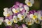 Vibrant array of purple and white pansy flowers
