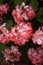 Vibrant array of red Pelargonium flowers in full bloom.