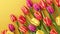 Vibrant Array of Tulips on a Sunny Yellow Background