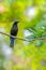 Vibrant Asian Fairy-bluebird perched on a slender branch of a tree