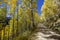 Vibrant Aspen tree lined forest road near Telluride Colorado