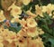 Vibrant assortment of Weigela middendorfiana flowers in full bloom