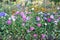 Vibrant Asters blooming in the garden