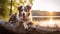 A vibrant Australian Shepherd portrait in the summer sun, capturing the breed's energy and beauty.