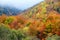 Vibrant autumn forest Bulgaria