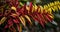 Vibrant autumn leaves in a close-up shot