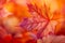 Vibrant autumn maple leaf